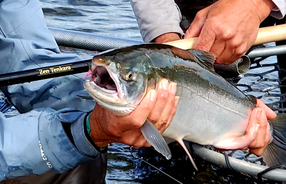 tenkara salmon